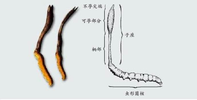 信邦專(zhuān)利：蝙蝠蛾被毛孢食用菌制備方法